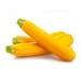 YELLOW COURGETTE